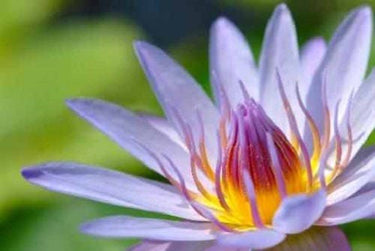 3 Organic Mixed Colors LOTUS Nelumbo Nucifera Pond Water Lily Lilypad Blue Red Flower Large Seeds